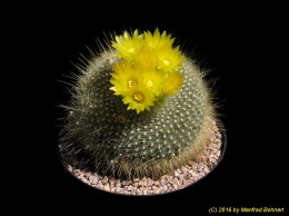 Notocactus graessneri 1156